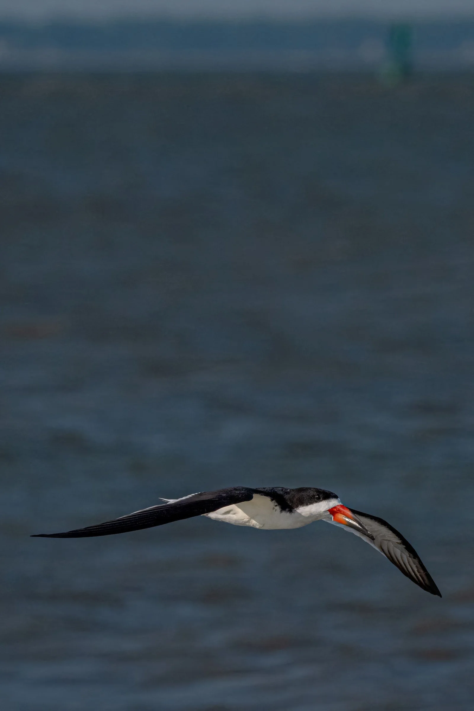 Black Skimmer