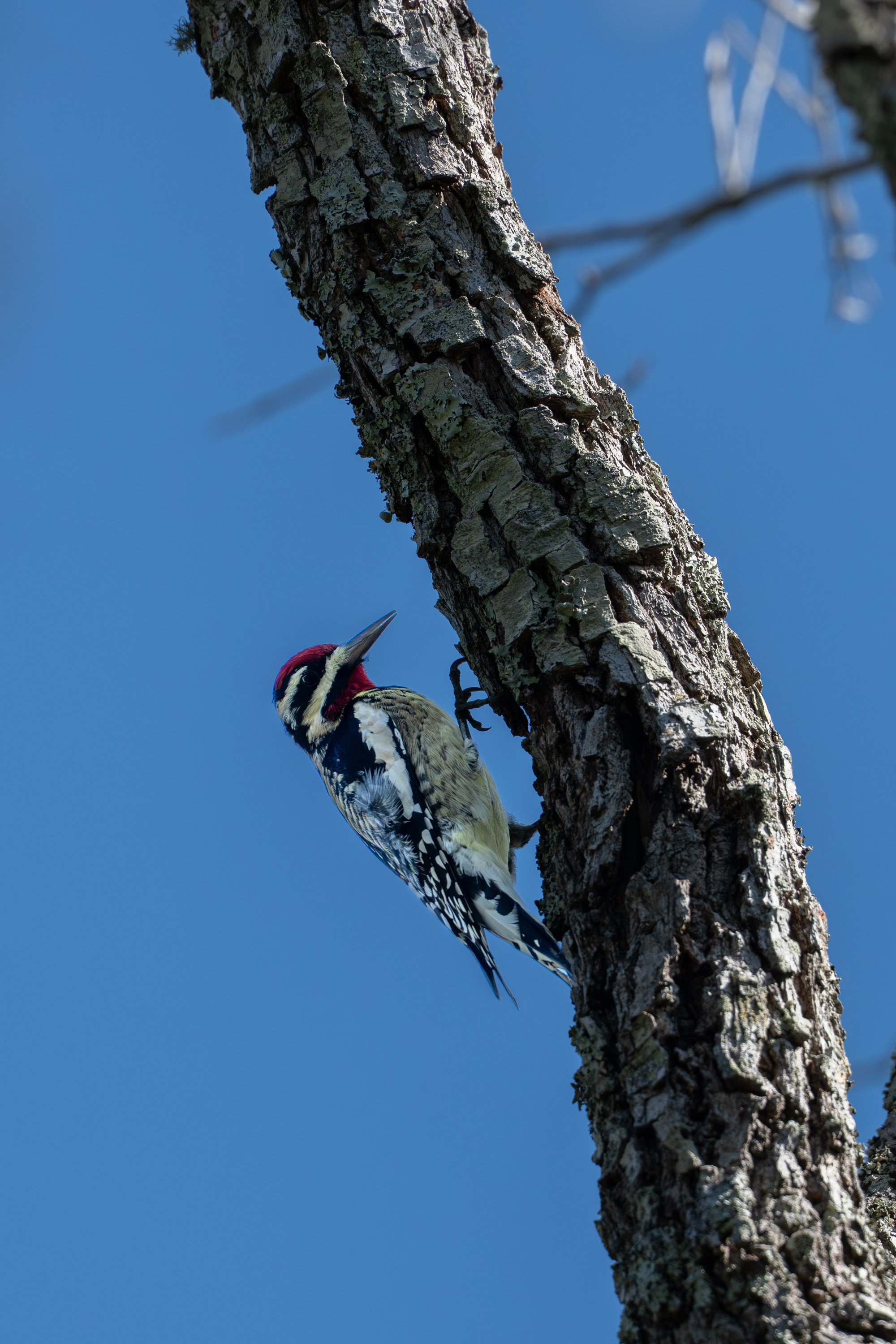 Yellow-bellied Sapsucker