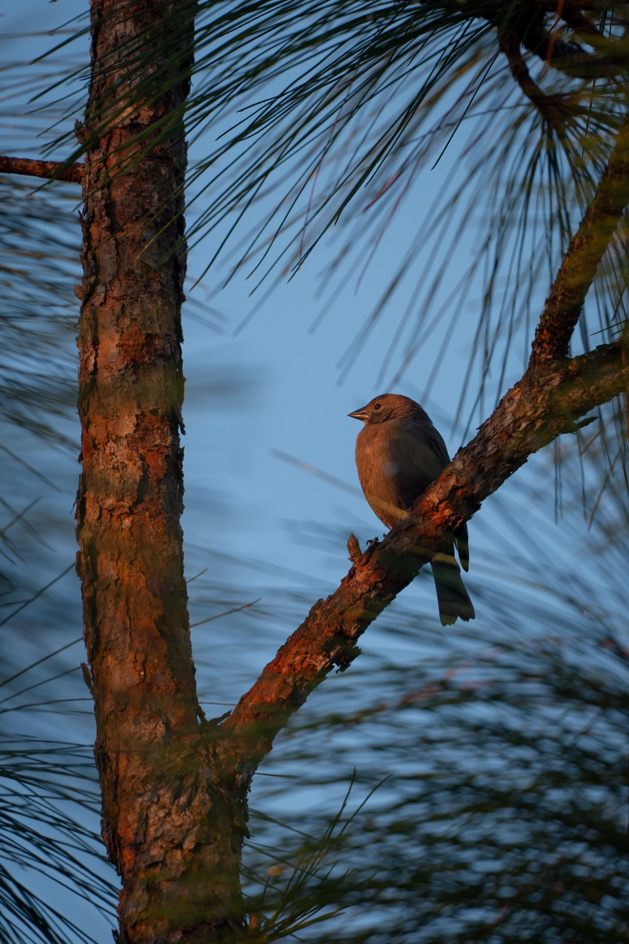Brown-headed Cowbird
