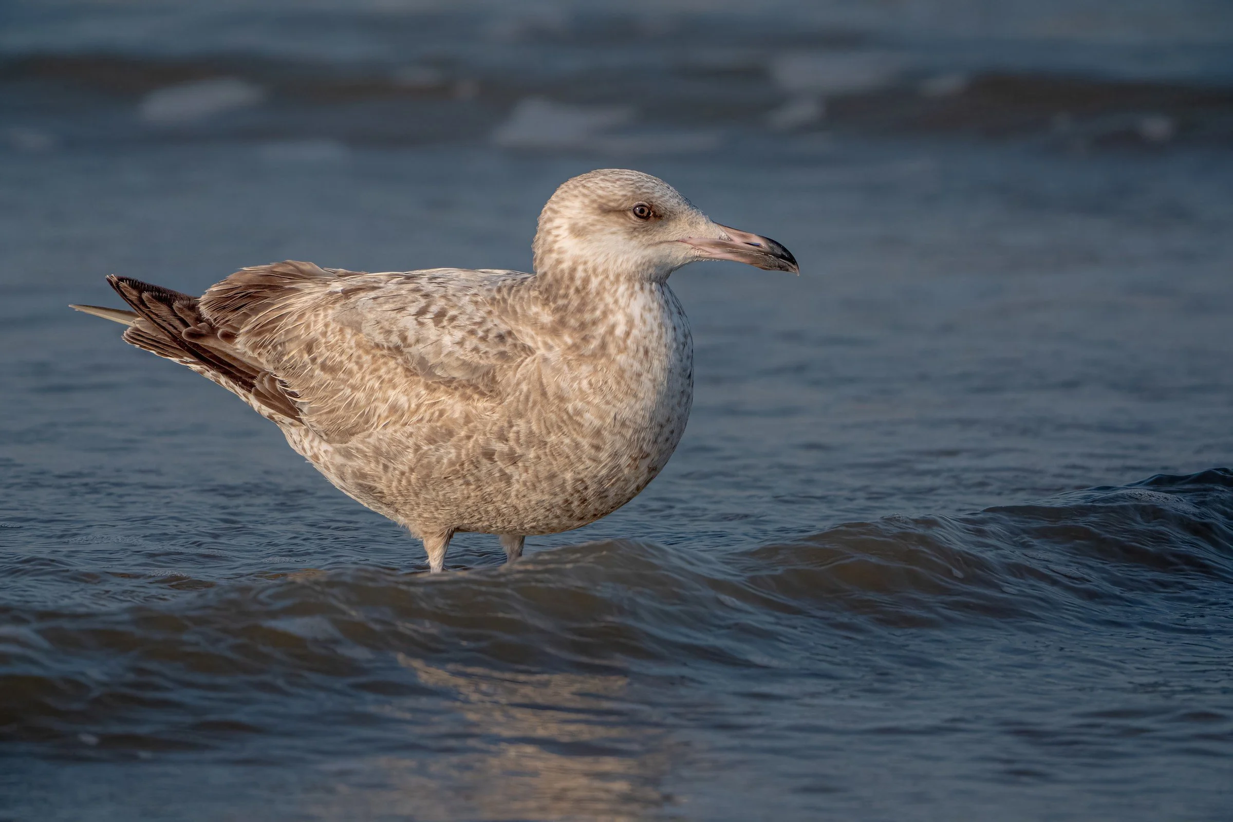 American Herring Gull.