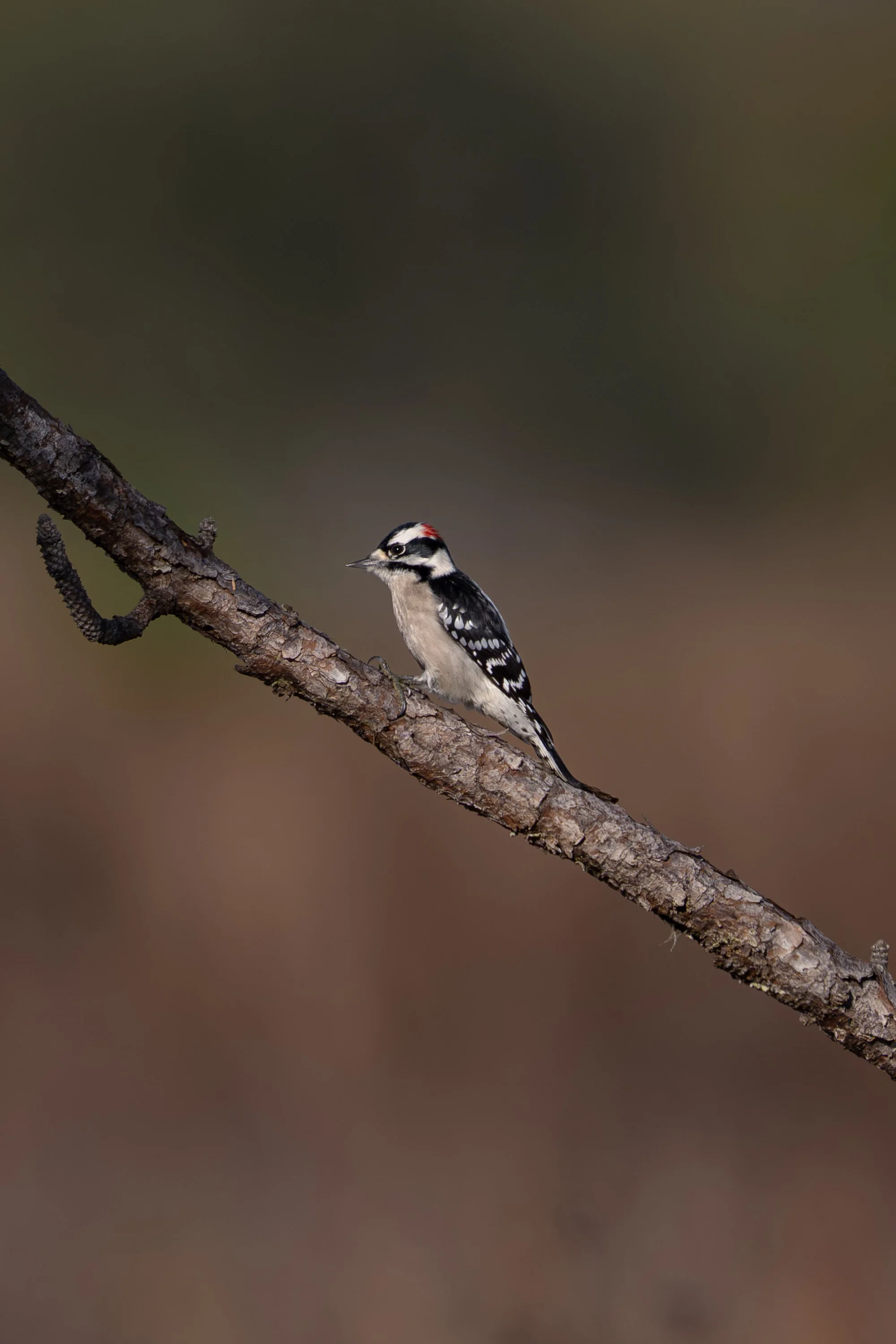 Downey Woodpecker 