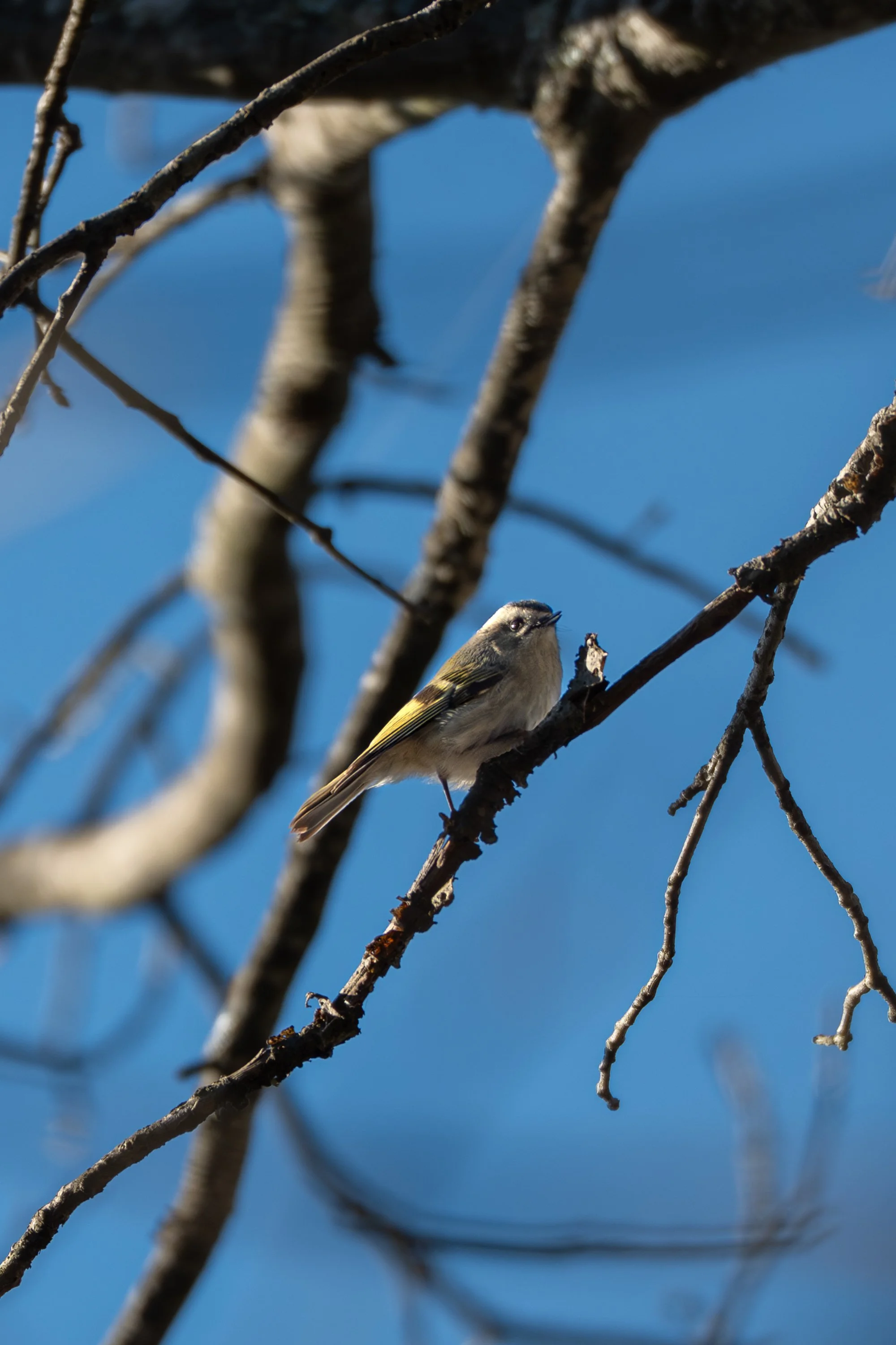 Golden-crowned Kinglet