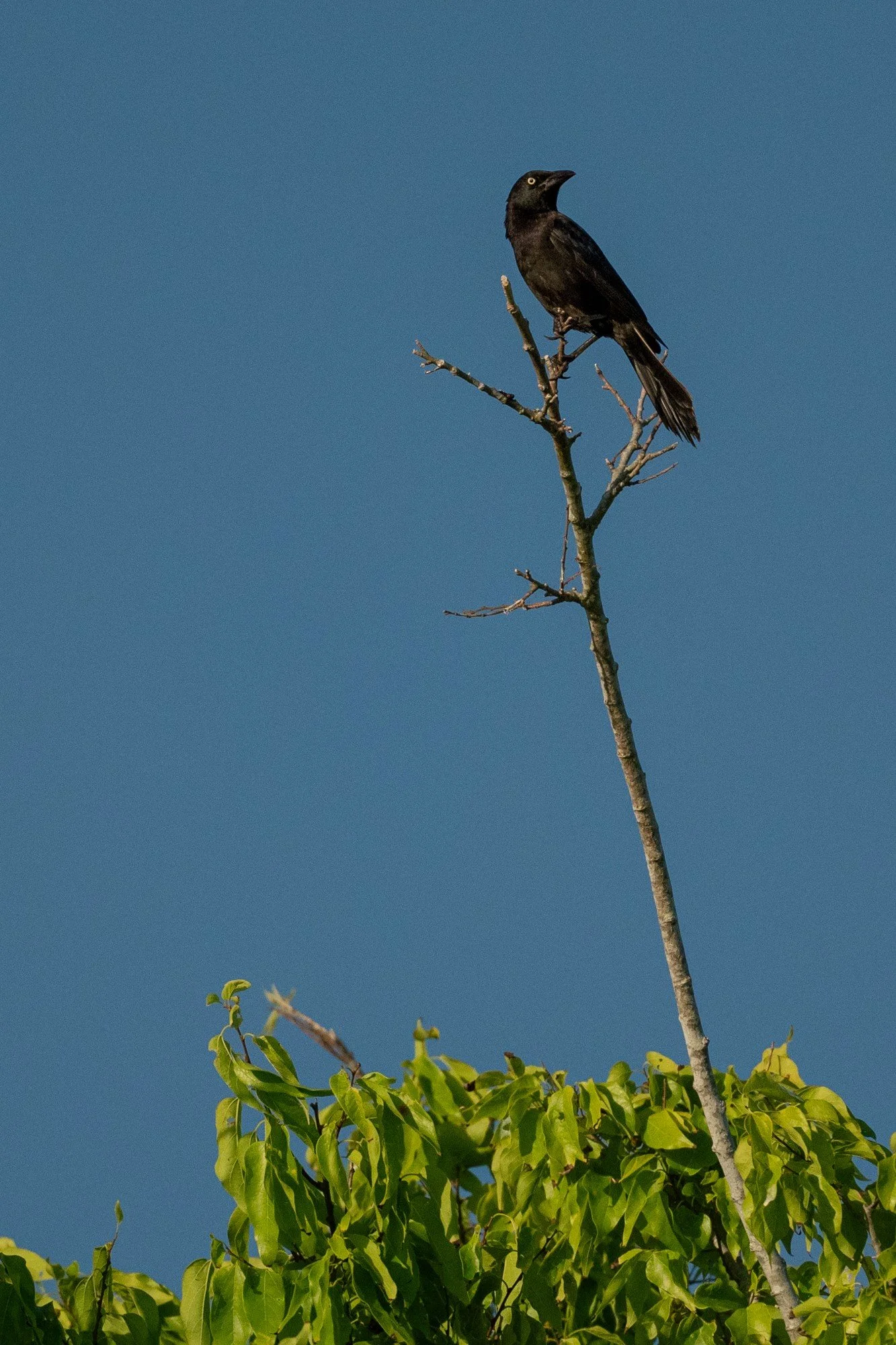 Common Grackle