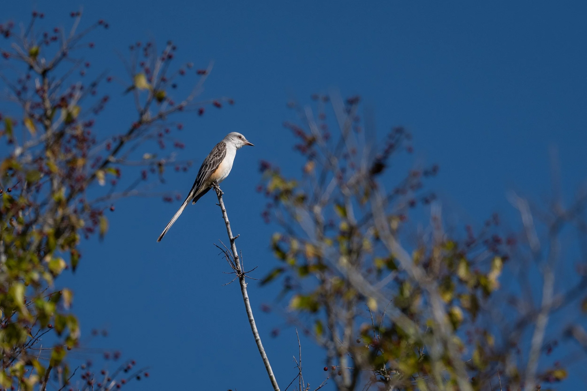 Scissor-tailed Flycatcher 