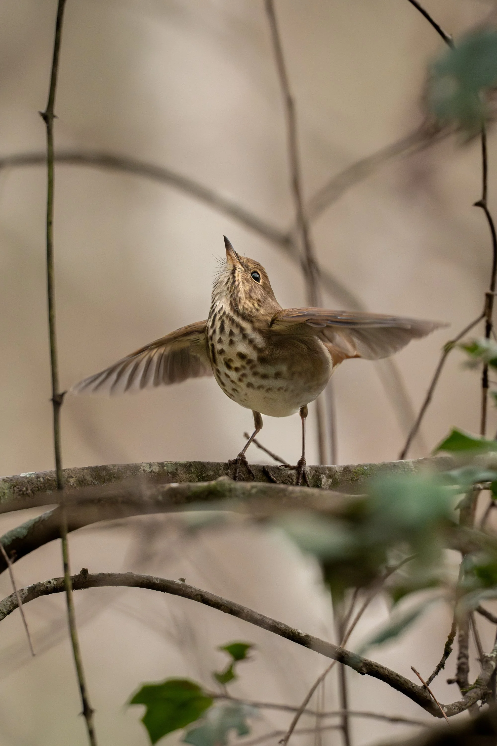 Hermit Thrush
