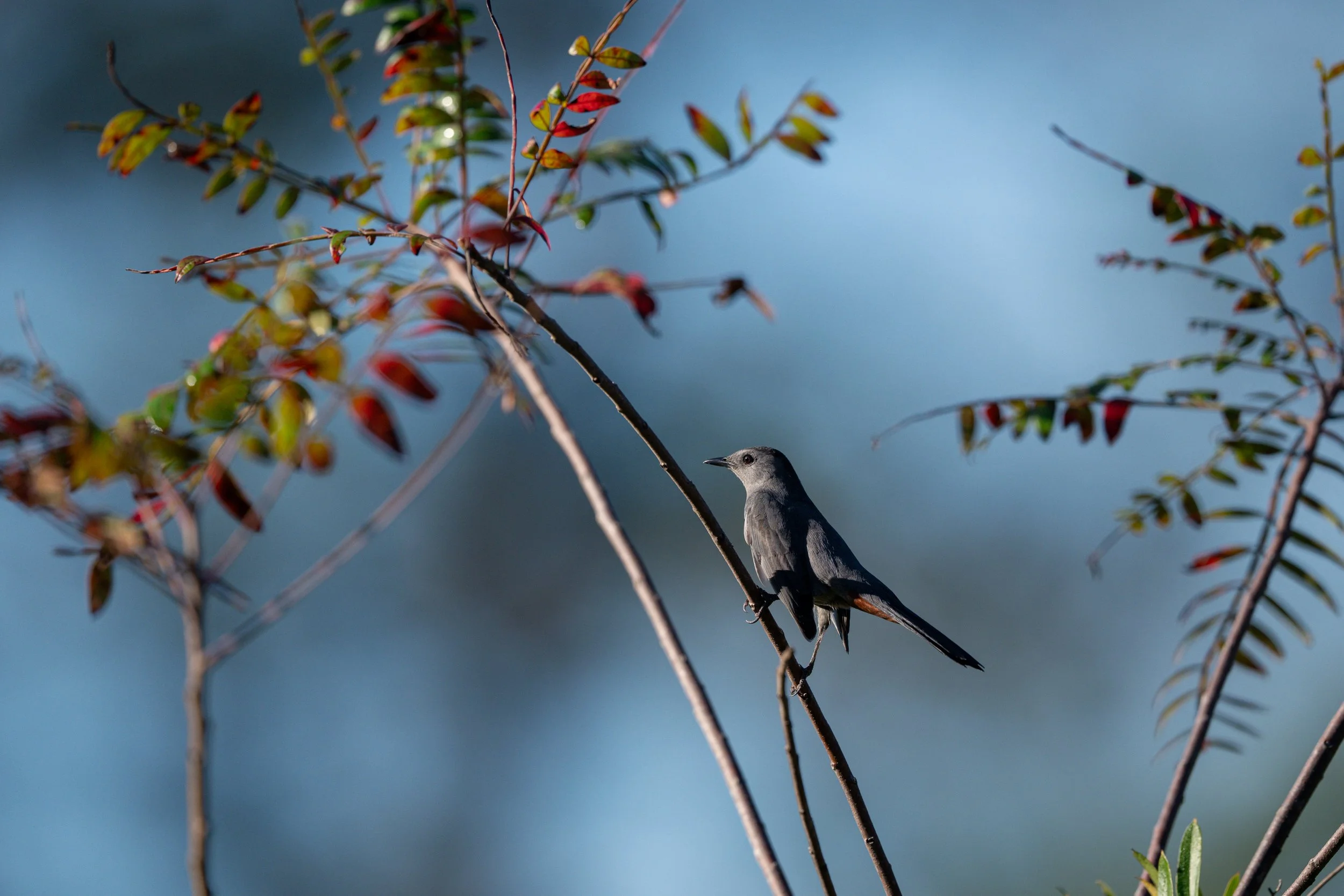 Gray Catbird