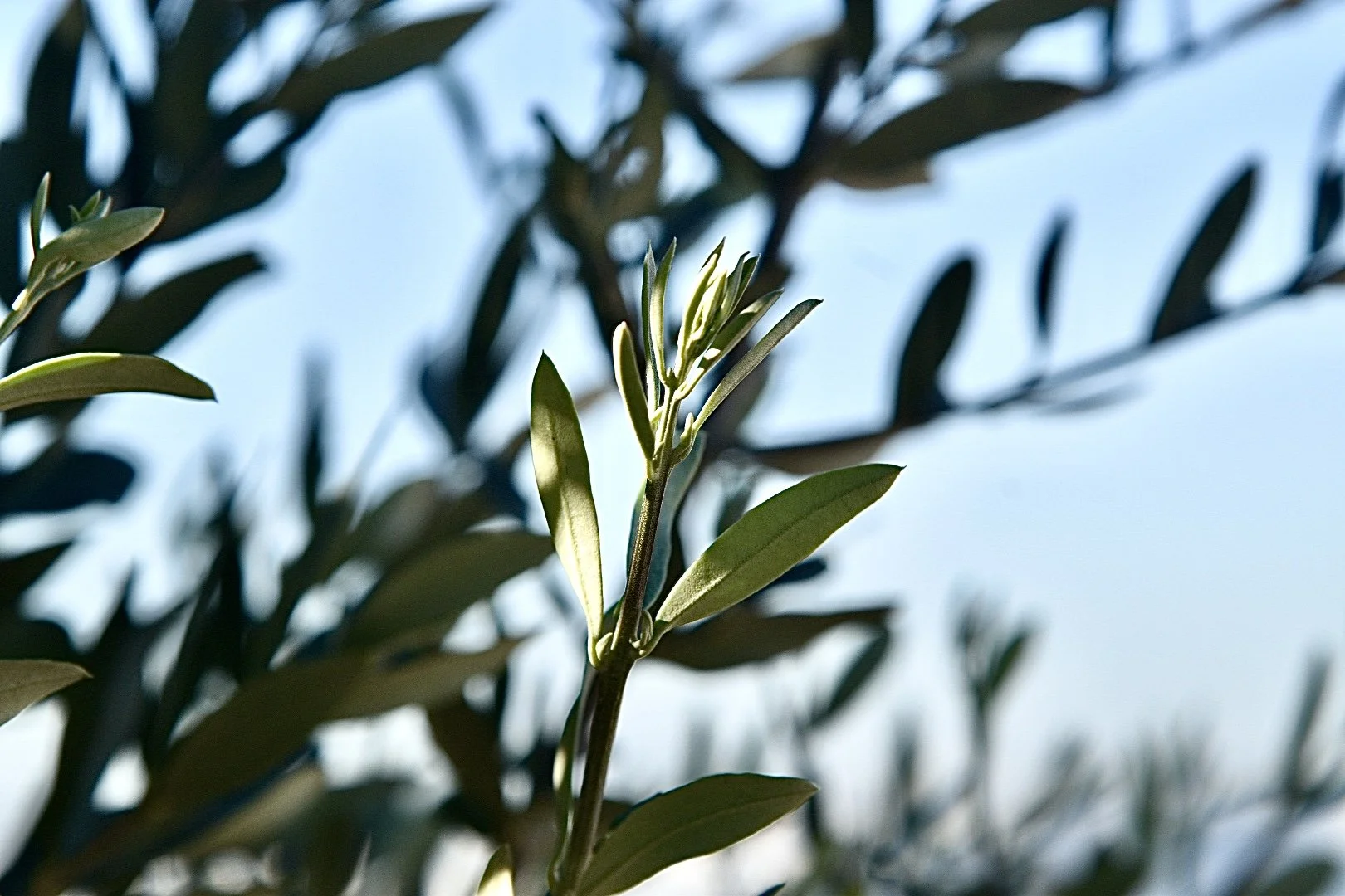 Virginia cannabis is coming—here’s what you need to know