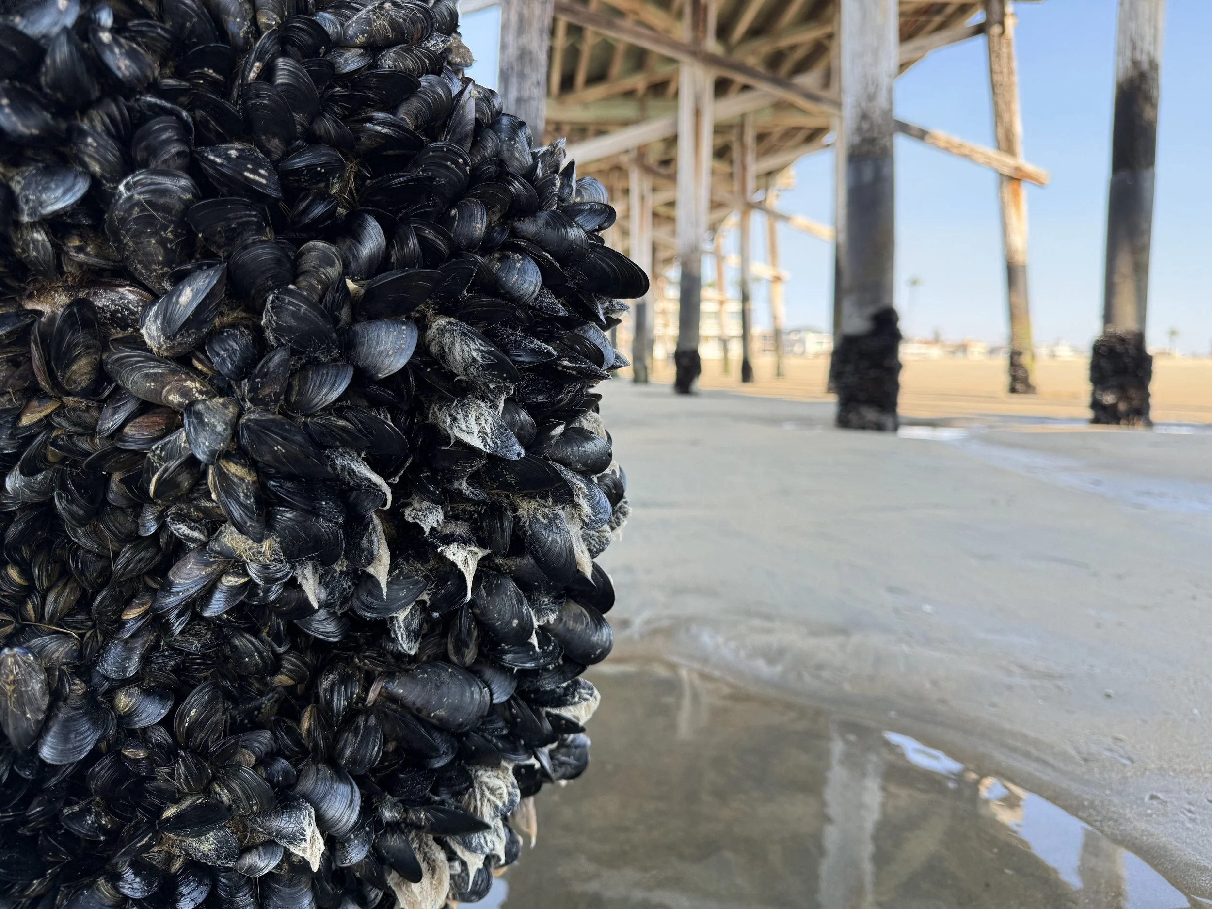 Hidden local considerations for Virginia cannabis businesses