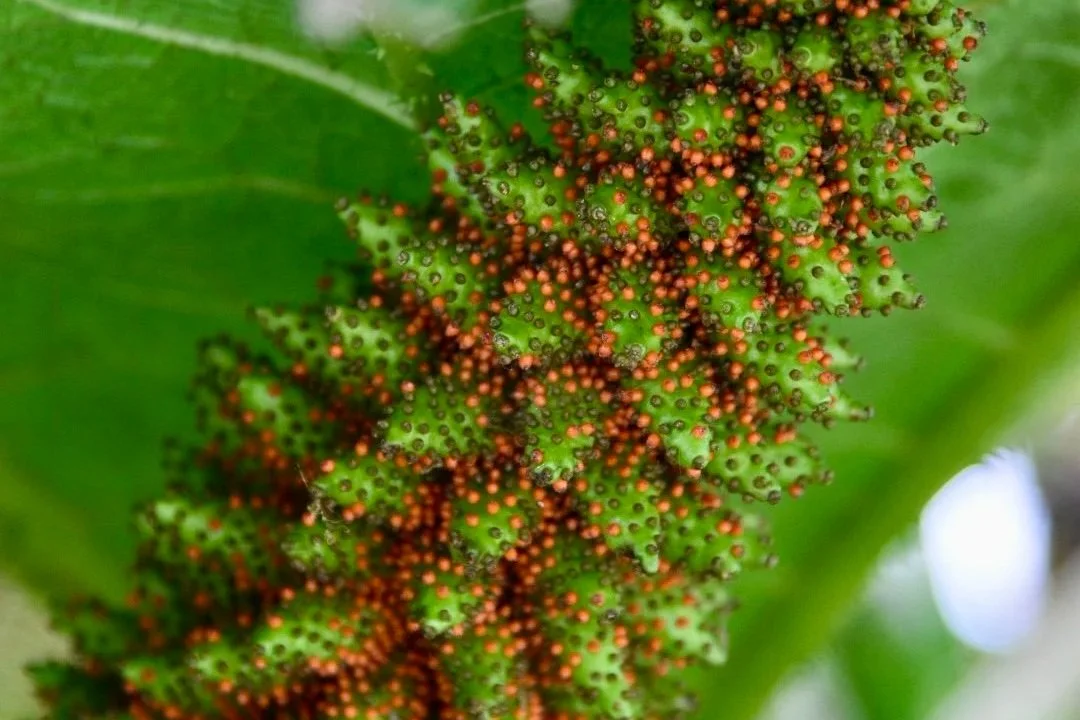 Uh oh…more trouble for hemp businesses?