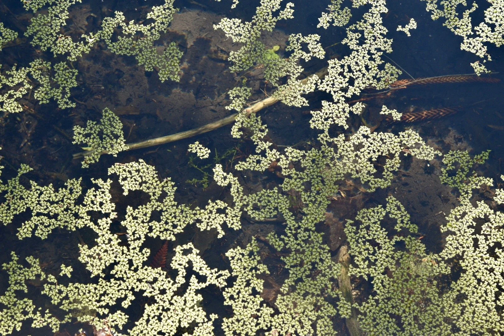 Everything Virginia Entrepreneurs Need to Know