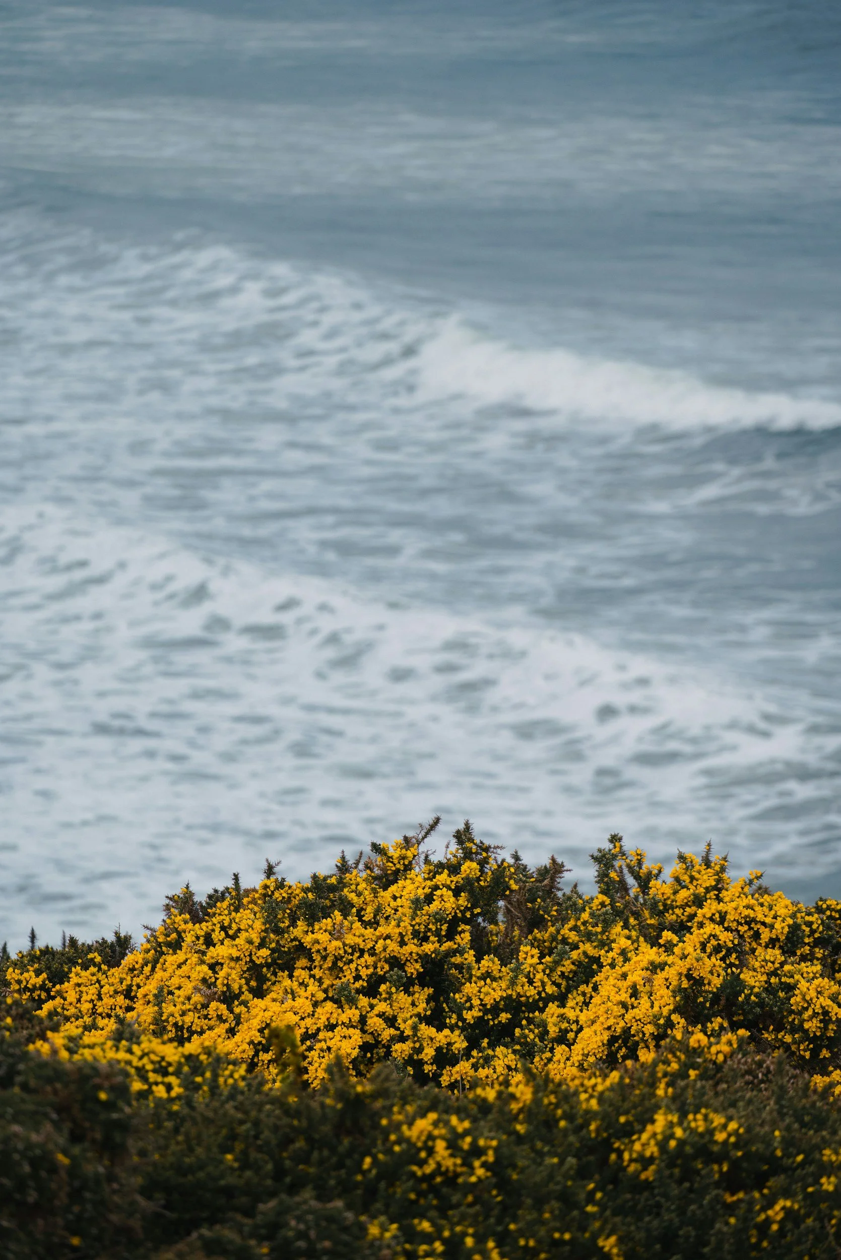 Close-up of yellow flowering bushes in the foreground with the ocean and waves in the background, in Scotland.