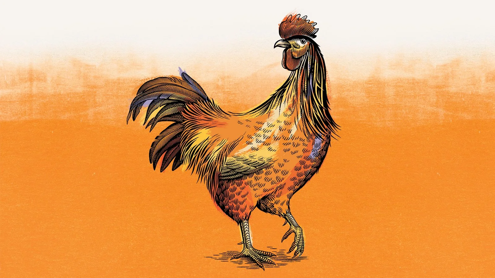 BYD_Scraper_Rooster_website.jpg