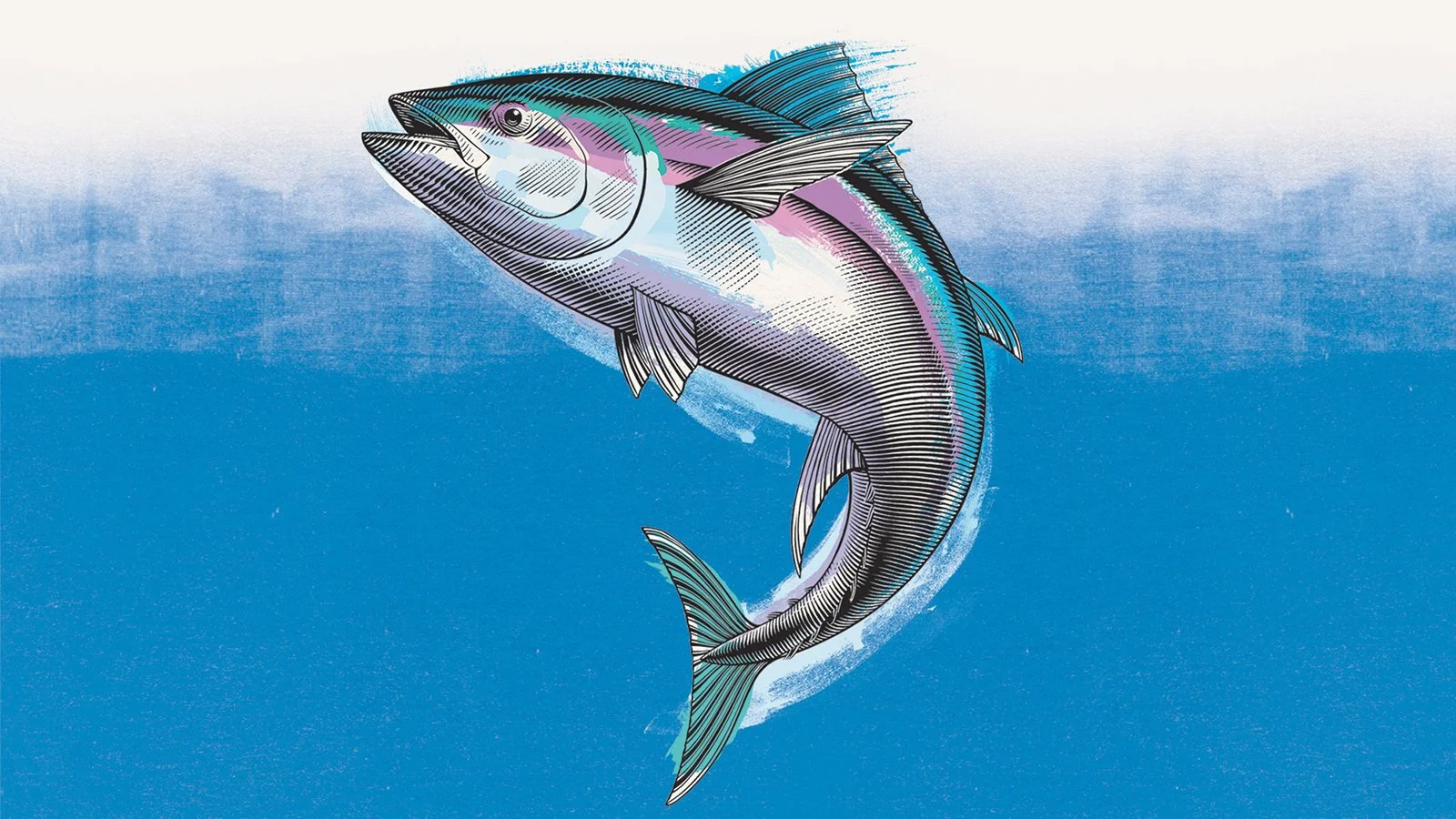 BYD_Scraper_Tuna_website.jpg