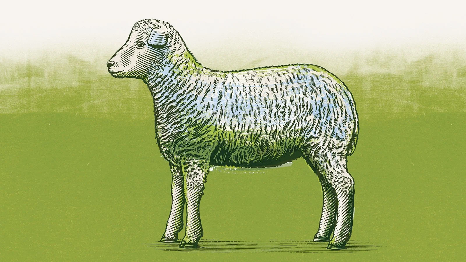 BYD_Scraper_Sheep_website.jpg