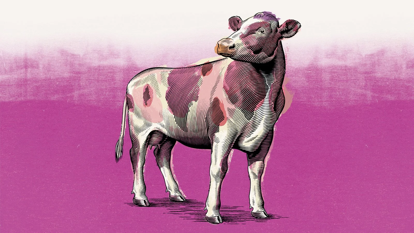 BYD_Scraper_Cow_website.jpg