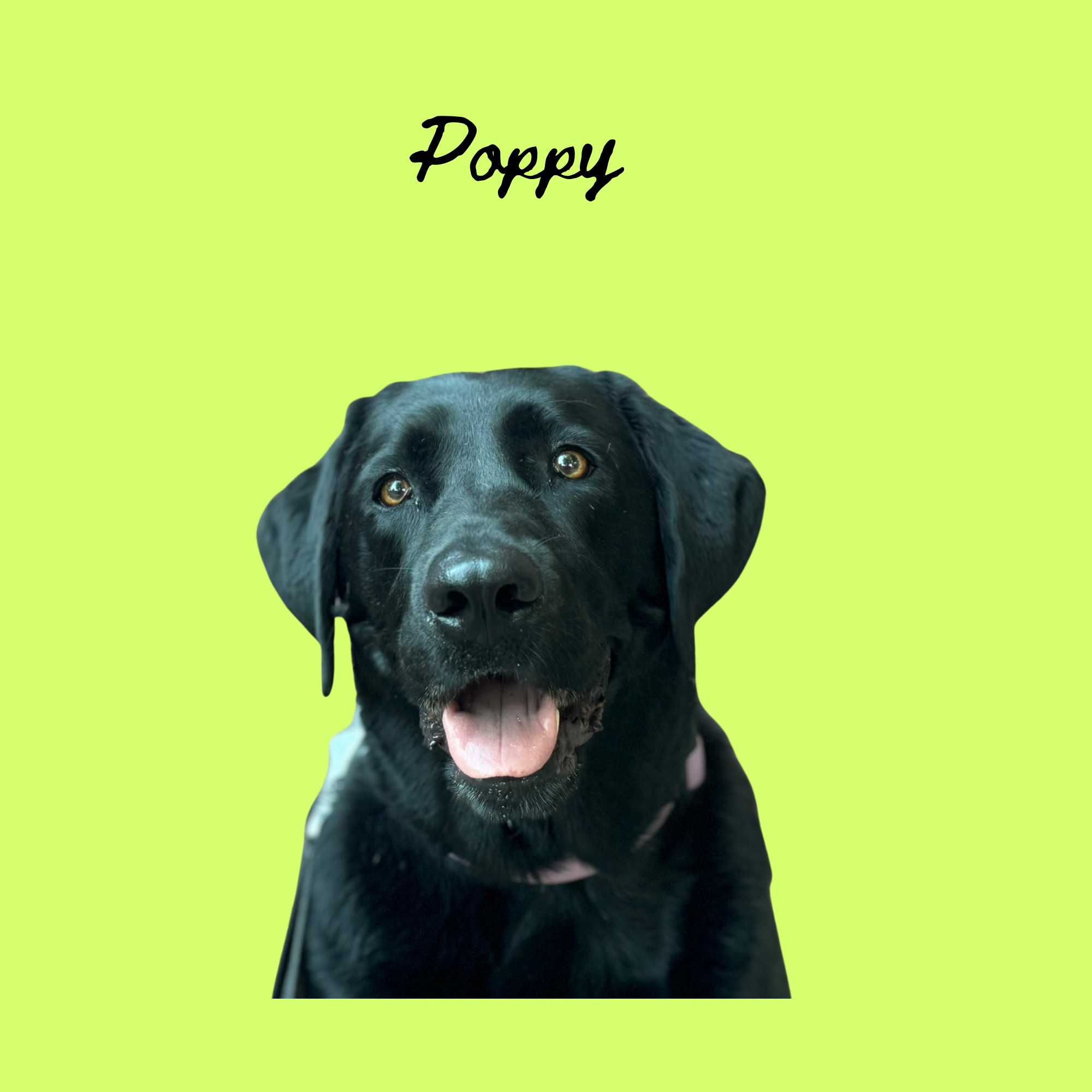 Untitled (Poster (Square)) (9).png