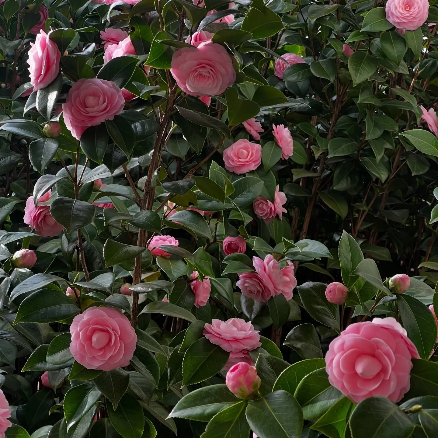 Intense times call for intense love - for new ways of care, rooted in radical love. This is a drop in a bucket towards sustainable action and it doesn&rsquo;t feel like enough on my end (will it ever?) but the impact on my own nervous system has been