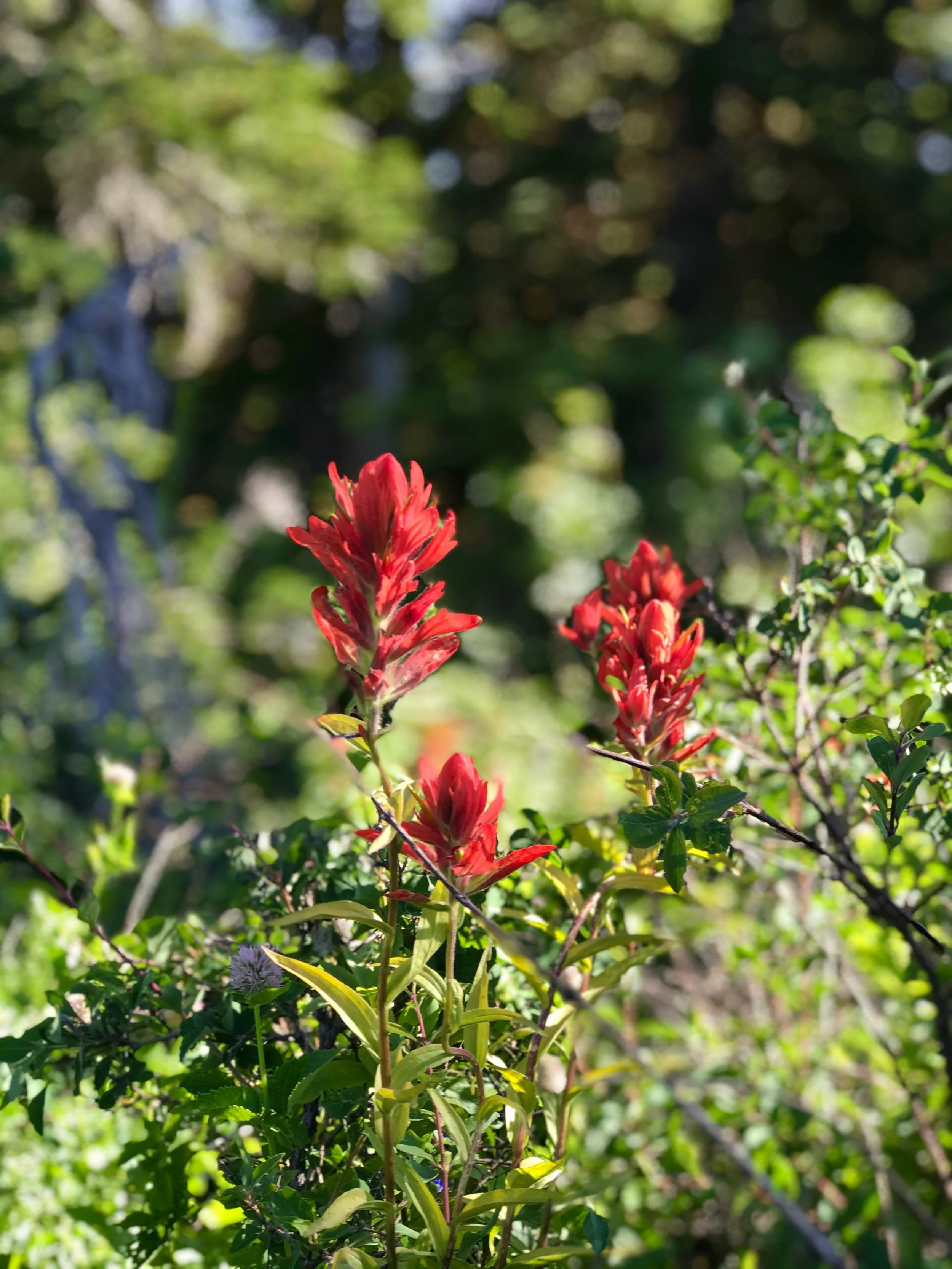 e-merk-L3-jHL9SqOw-unsplash.jpeg