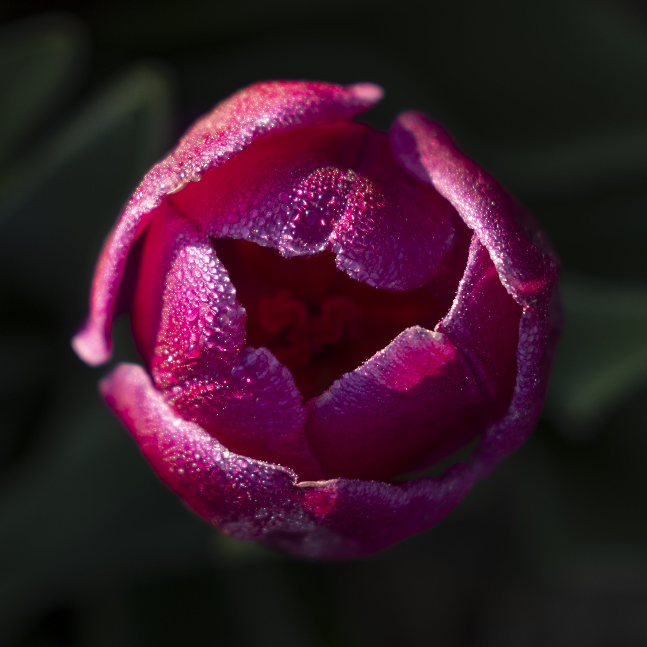 Tulip Top.jpg