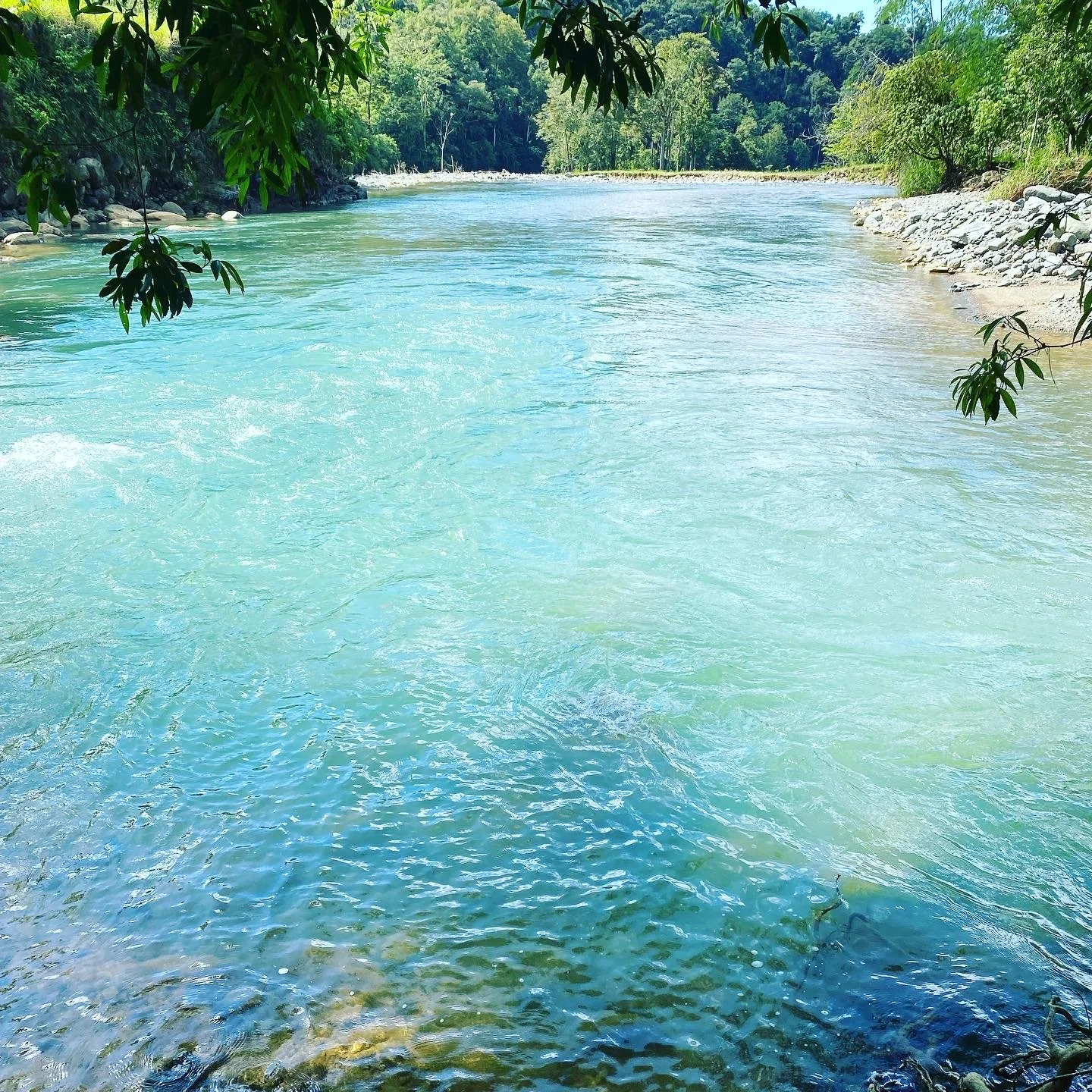 A serene river flowing through a lush forest with clear blue water, overhanging green trees, and rocky banks on both sides.
