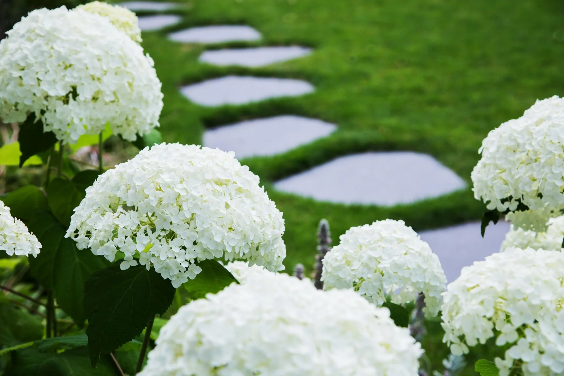 Shaughnessy, Vancouver