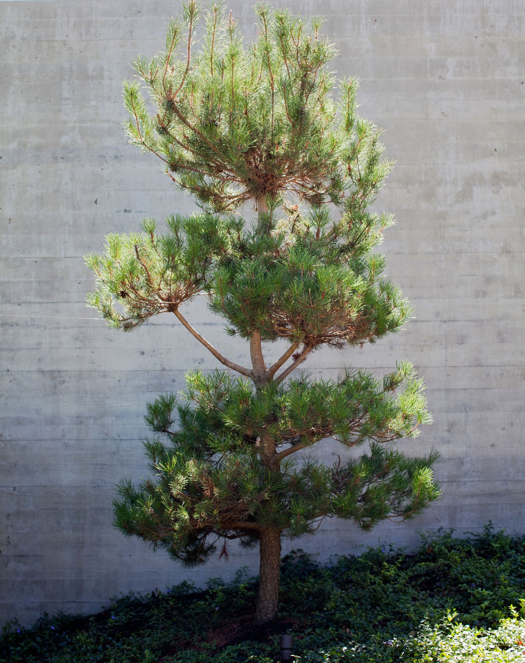 Considered Design - Dunbar_7636.jpg