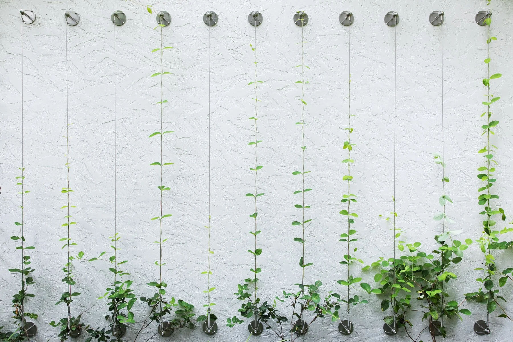 Shaughnessy_Nicole Gurney_Considered Design Inc_7697.jpg