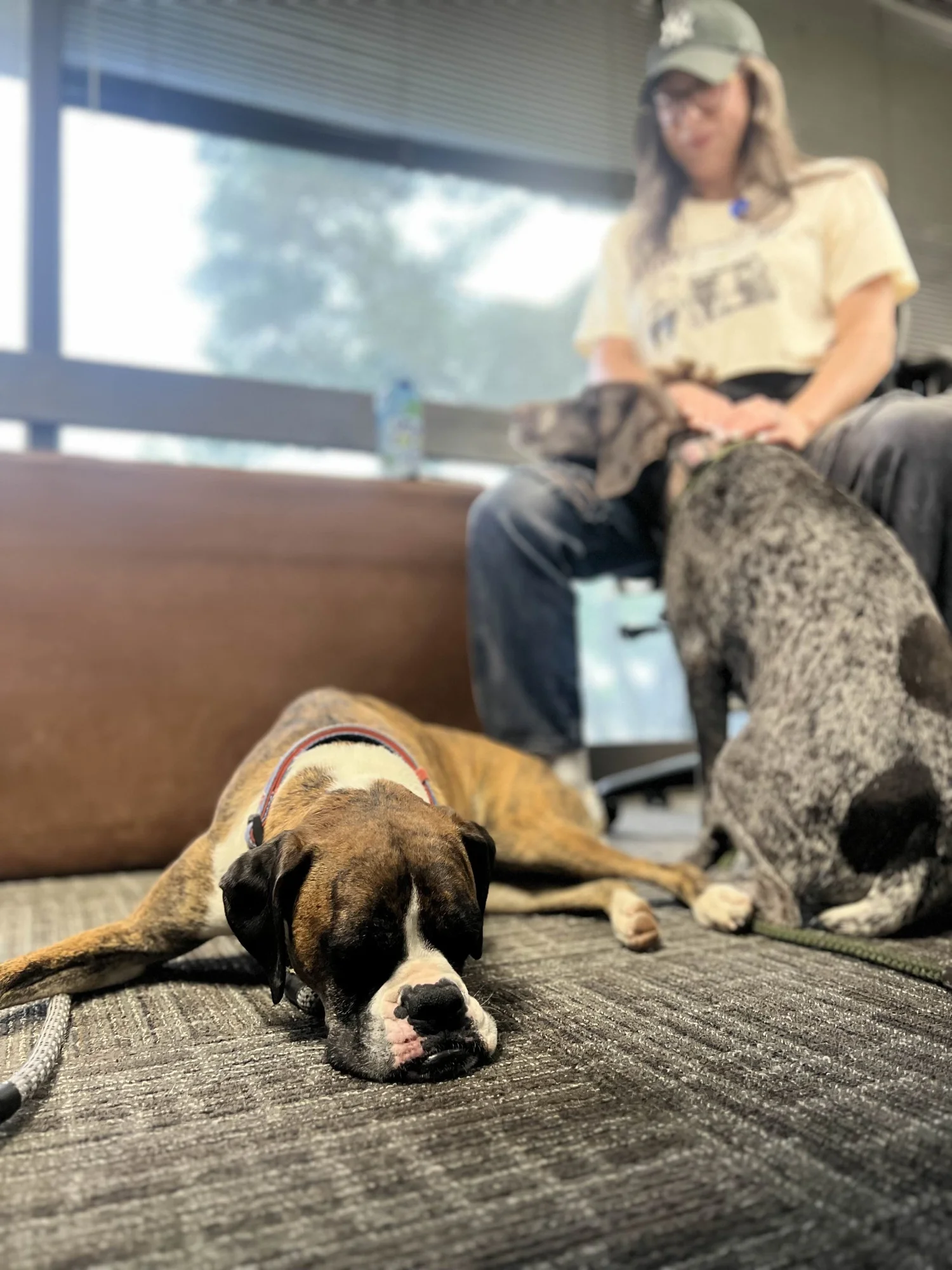 A brown and white puppy with a colorful collar is sleeping on a gray carpet, with two other dogs and a woman in the background at an indoor space with large windows.