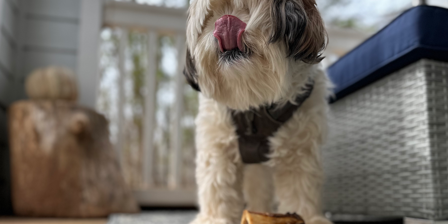 Close-up of a fluffy dog with a black patch around its eye, sticking out its tongue, wearing a harness, and standing outside near a stack of firewood and outdoor furniture.