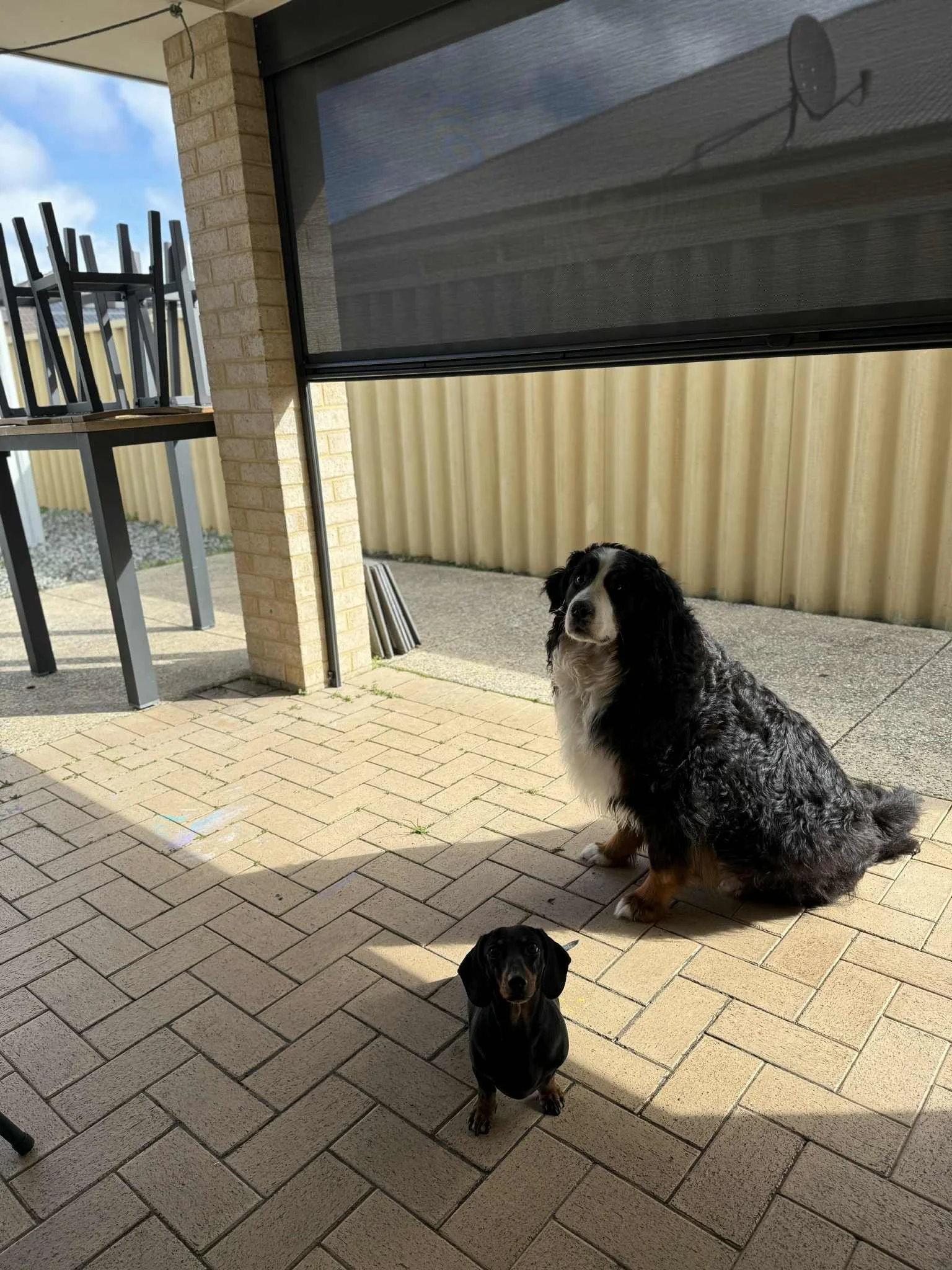 2 Dogs enjoying their new Outdoor Ziptrak blind. Monument frame with a 'Storm' colour 99% Vistaweave mesh. Offering perfect protection for Bunbury's harsh weather, making the outdoor space useable again