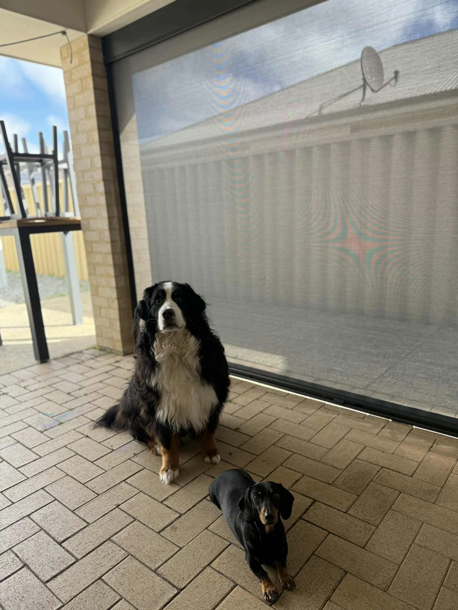 2 Dogs enjoying their new Outdoor Ziptrak blind. Monument frame with a 'Storm' colour 99% Vistaweave mesh. Offering perfect protection for Bunbury's harsh weather, making the outdoor space useable again
