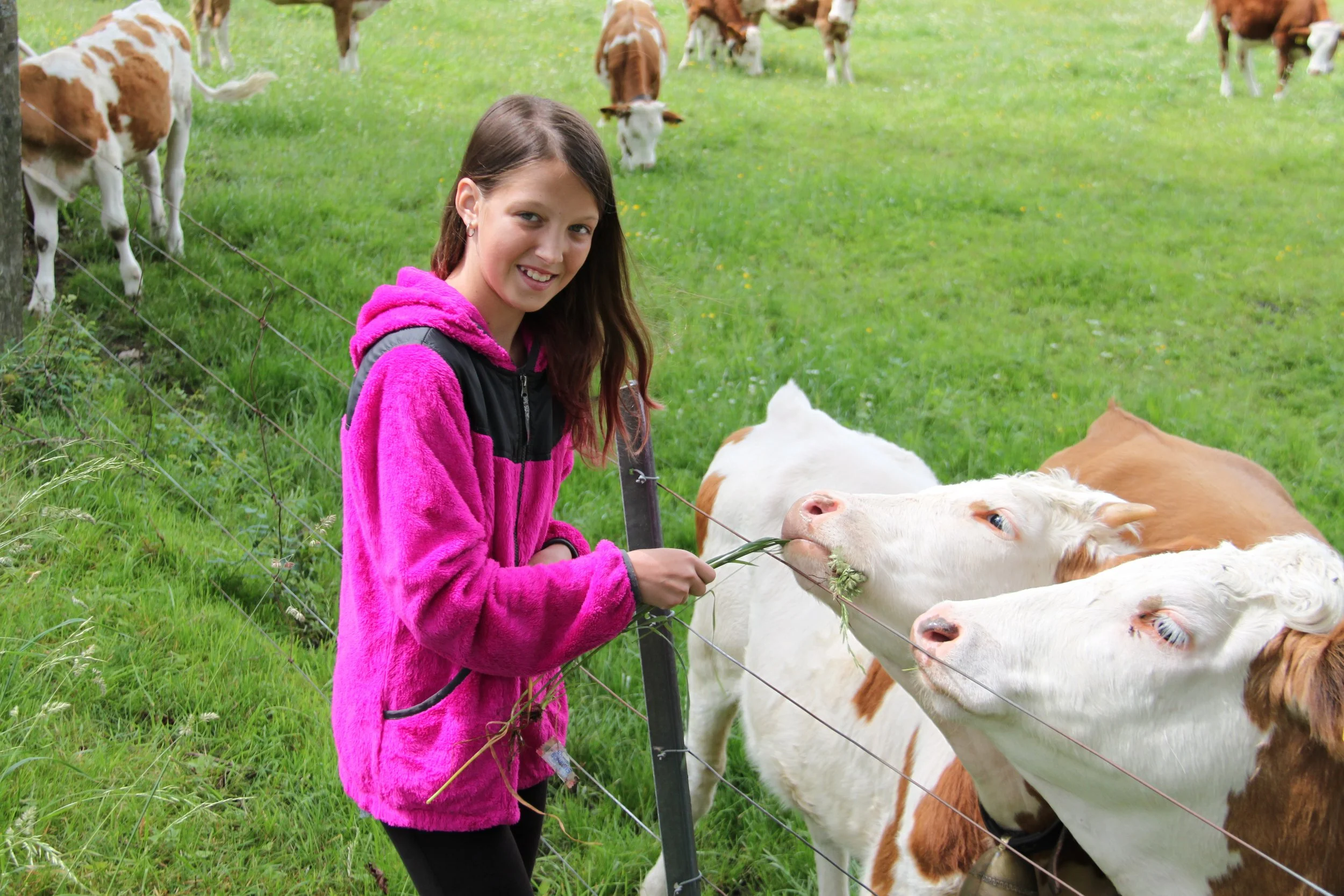 Cows (11).JPG
