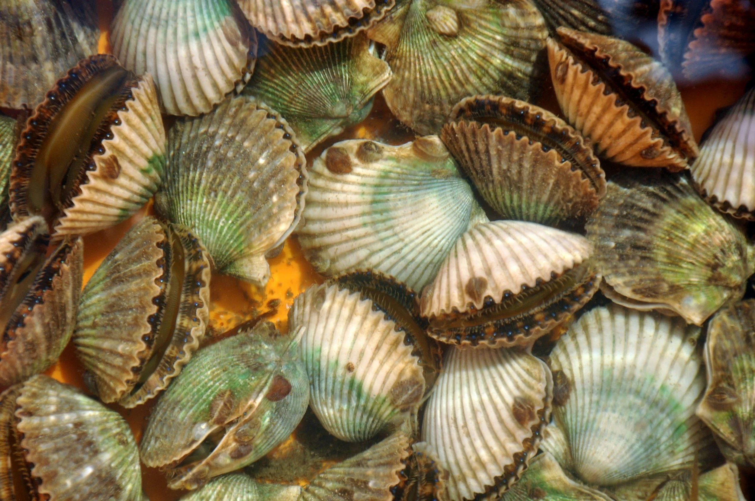 A collection of fresh scallops with ribbed shells and some opened, revealing the orange interior.