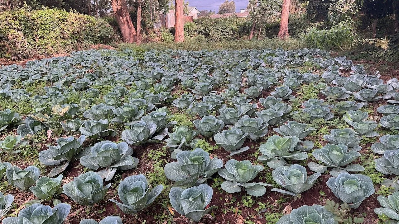 Bio Center produce.jpeg