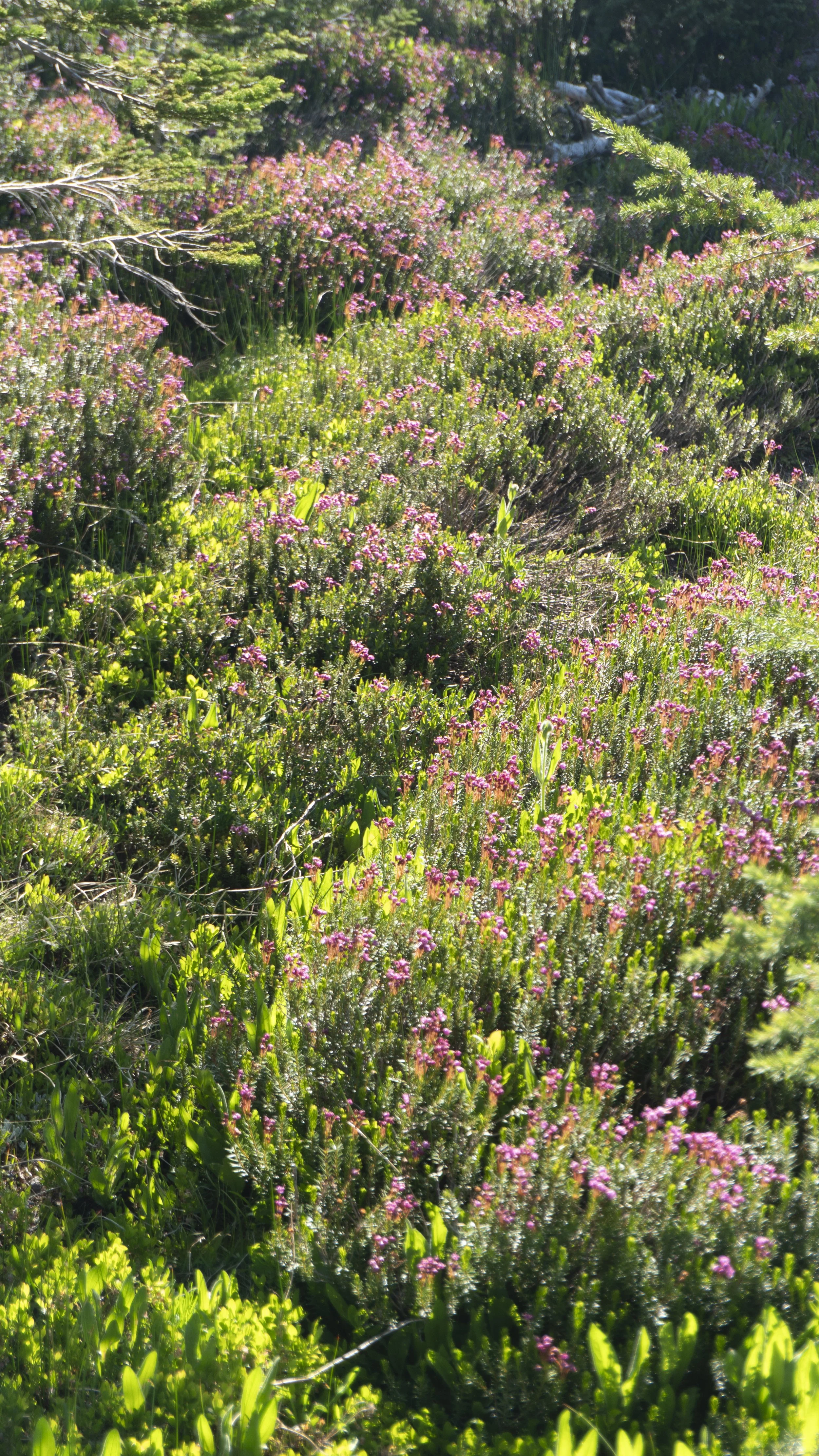 A hillside covered with dense pink and purple wildflowers, surrounded by green foliage and small trees.