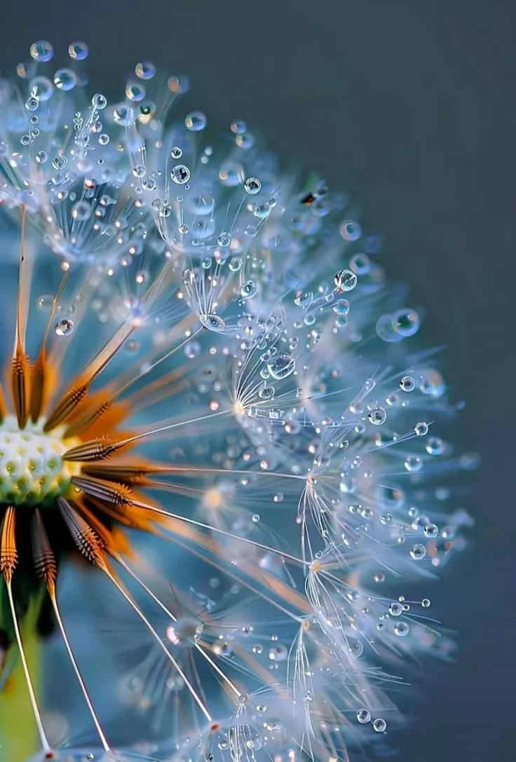 Close-up of a dandelion seed head with water droplets on the seeds, showing intricate details and reflections.