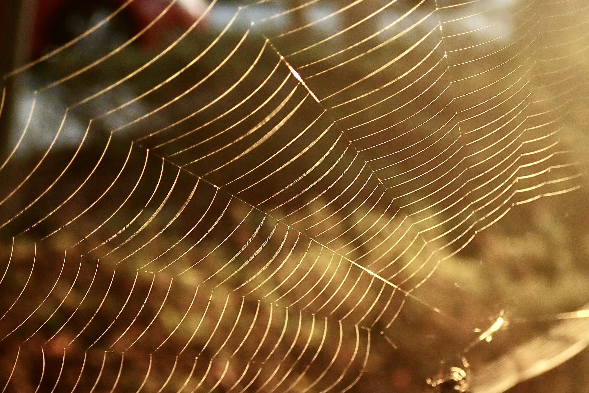Close-up of a spider web illuminated by warm light, showing intricate patterns and fine silk strands.