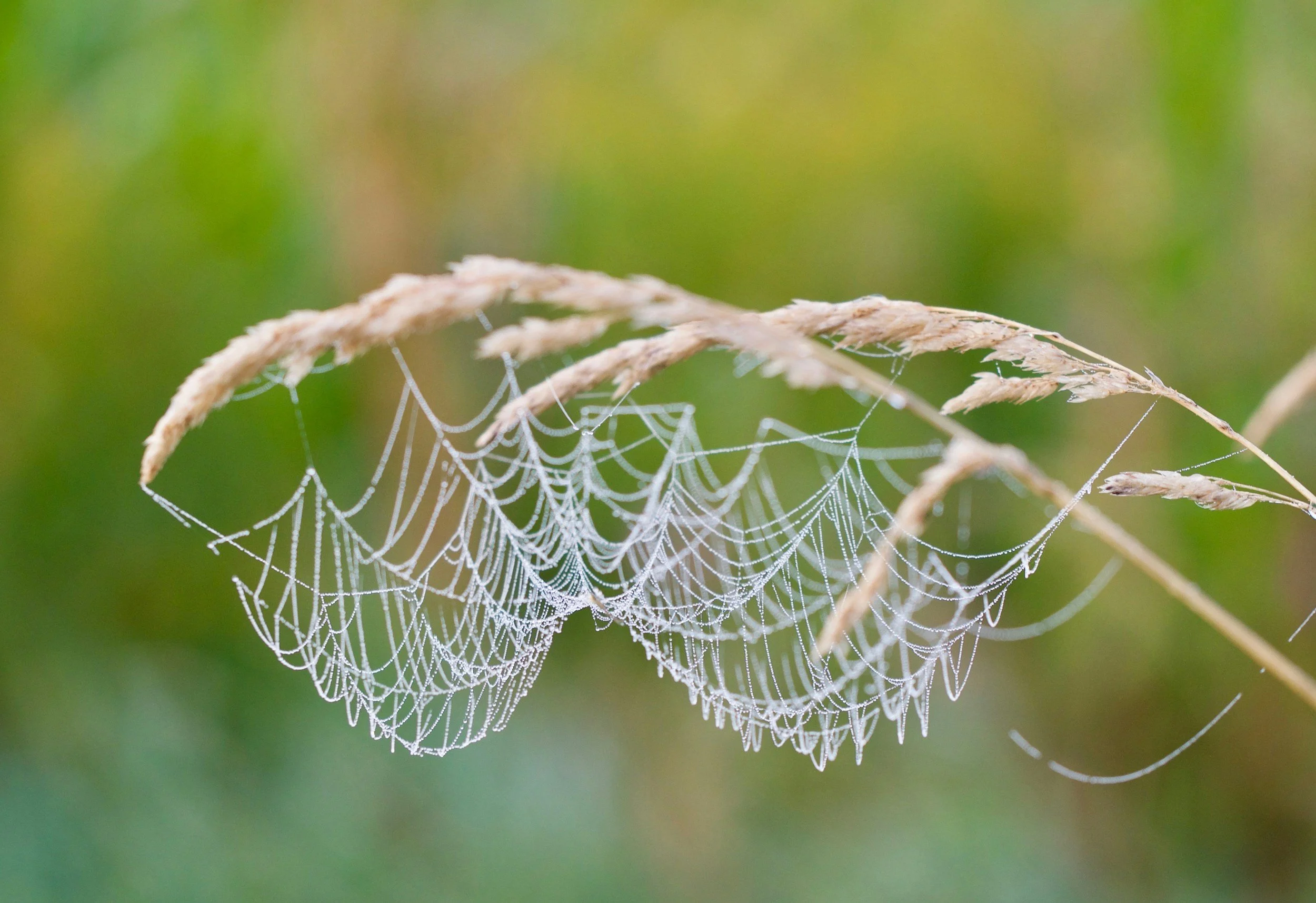 Close-up of a spider web with dew droplets on it, among dried grass stems, with a blurred green background.