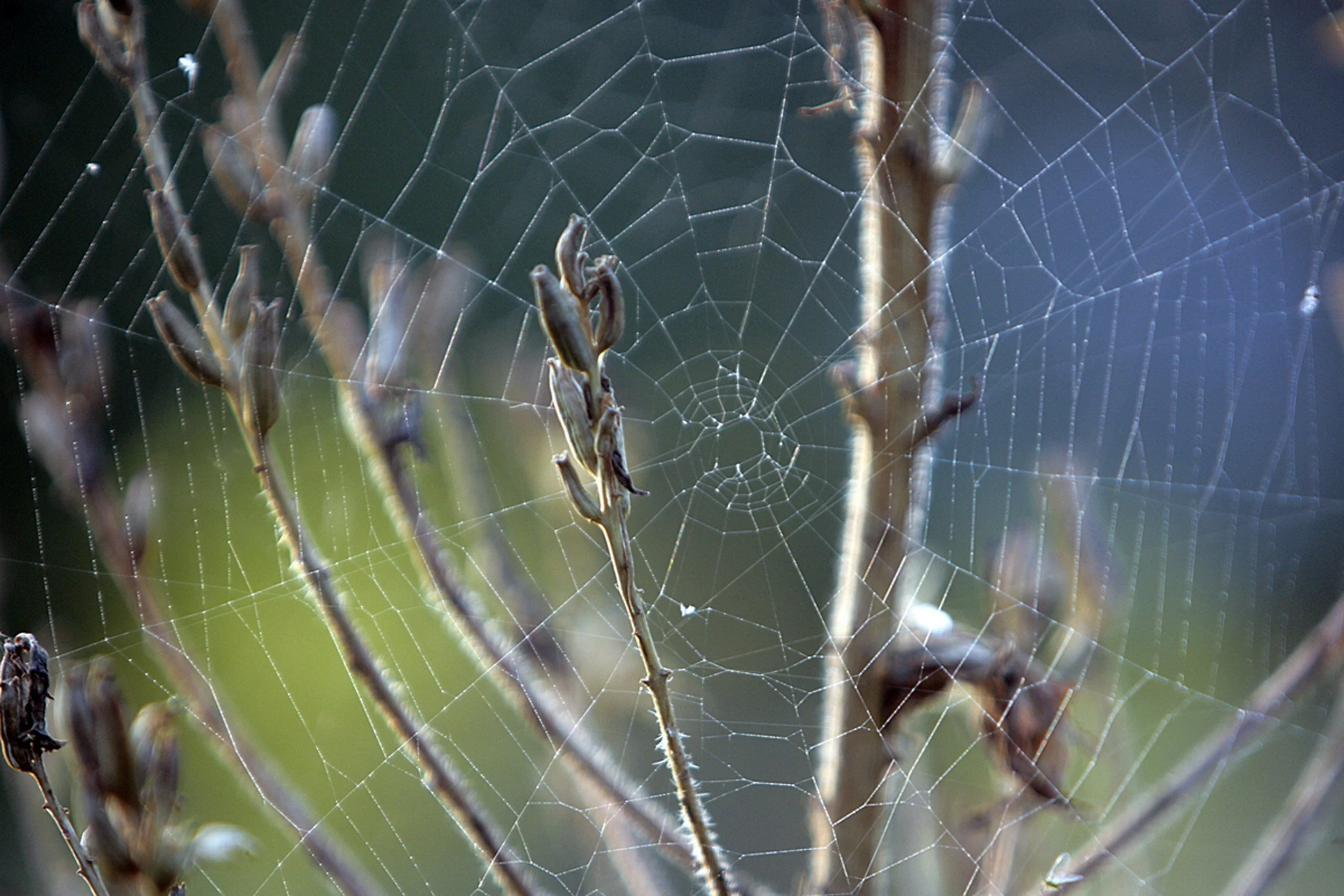 Close-up of a spider web with a spider and dried plant stems on a blurred background.