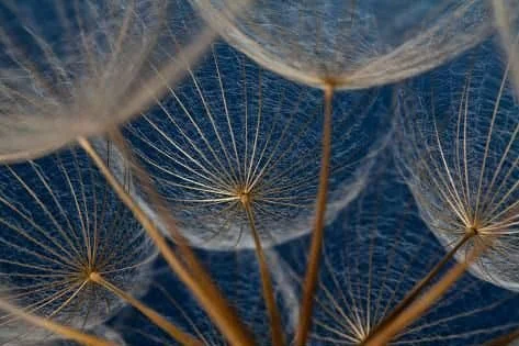 Close-up of dandelion seeds against a blue background.
