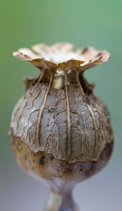 Close-up of a dried seed pod with a flower-like top, showing textured surface and intricate details.