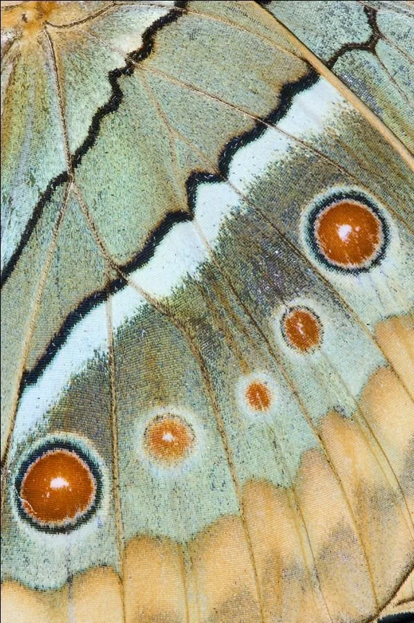 Close-up of a butterfly wing showing intricate patterns and orange eye spots on a light green and beige background.