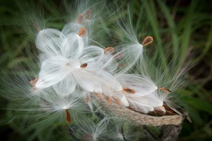 Close-up of a dandelion with white fluffy seeds, some seeds with brown tips, against a background of green grass.