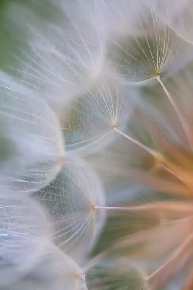 Close-up of dandelion seeds, showing their delicate, translucent structure and fine hair-like filaments.