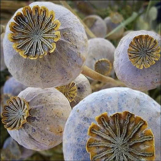 Close-up of ripe poppy seed pods with textured tops, set against a blurred background