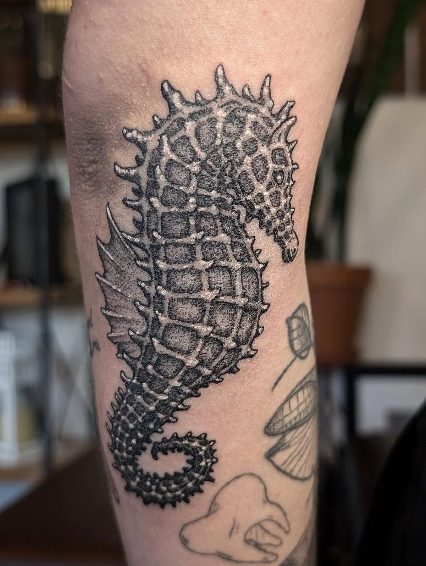 Sea horse gap filler from some weeks back. Thank you.