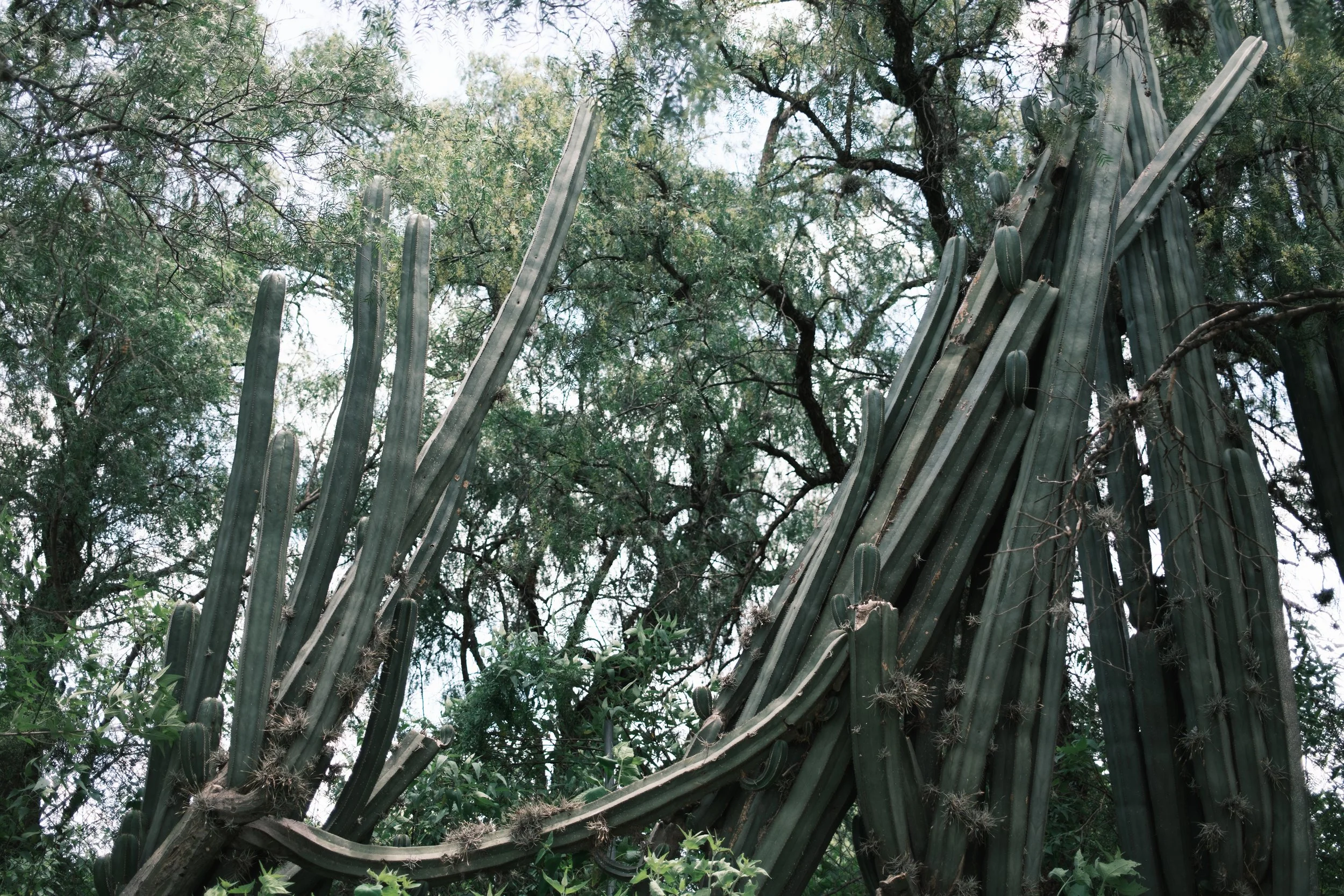 DSCF0480.jpg