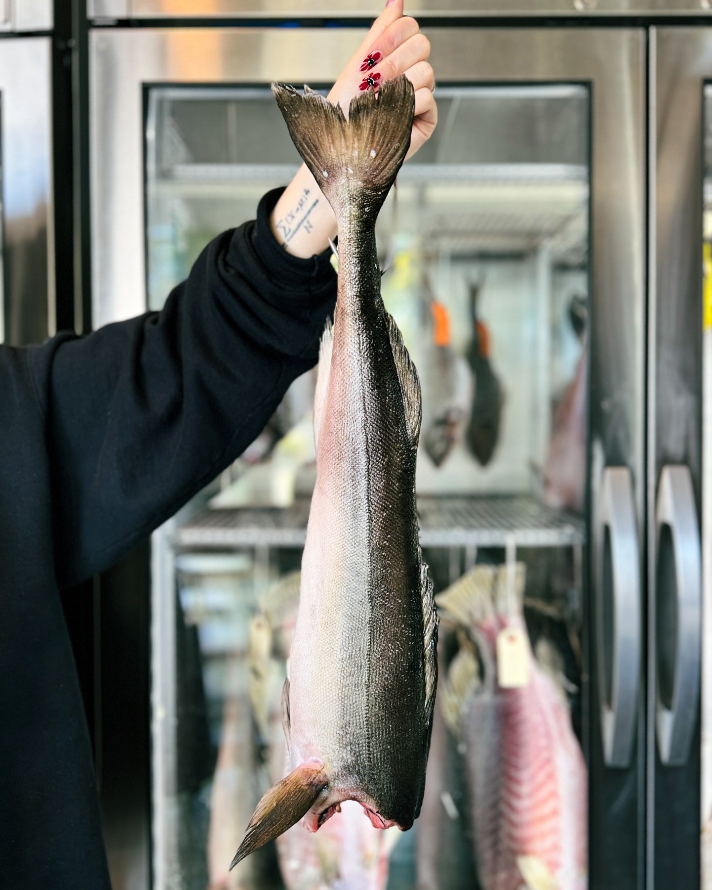 Black Cod is back for a limited time.
Rich, buttery flavor, and silky texture / can be grilled, broiled, baked, or pan-fried, and most popular in miso-marinated preparations (which we also offer!)