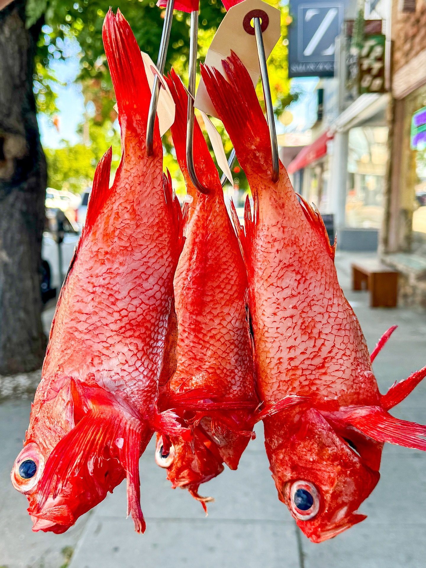 Kinki aka Channel Rockfish / a prized fish touted for its fattiness / rich and sweet in flavor / wild from Japan
