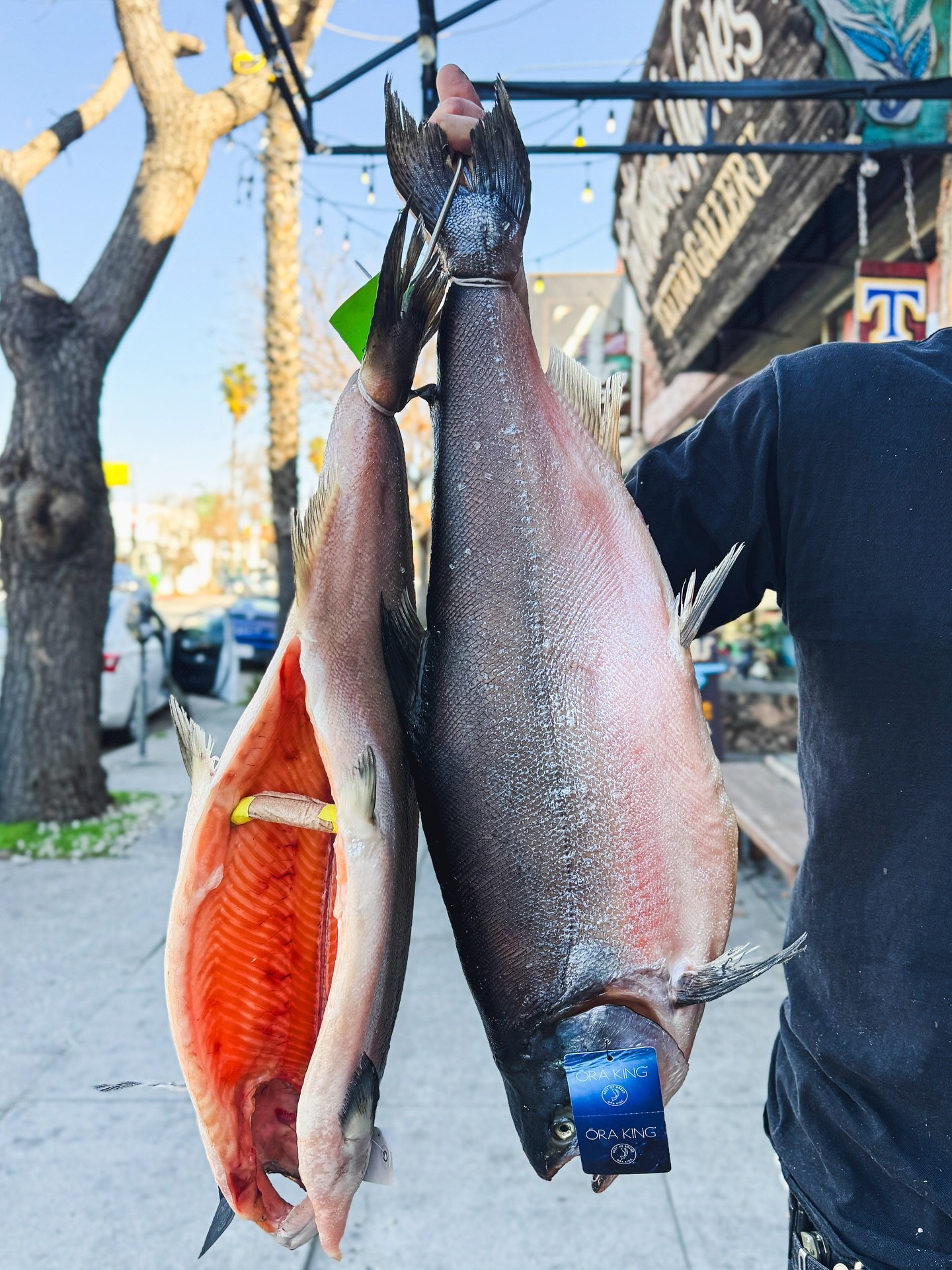 Dry aged @orakingsalmon / you know it, you love it / a unique breed of king salmon (Chinook salmon) raised in New Zealand, known for its high oil content, rich flavor, and buttery texture